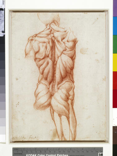 An anatomical study of a male torso, from behind