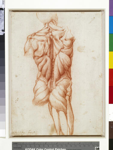 An anatomical study of a male torso, from behind An anatomical study of a male torso, from behind