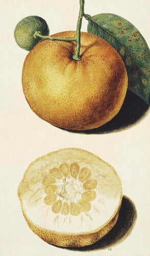 Pummelo: whole and half-fruit
