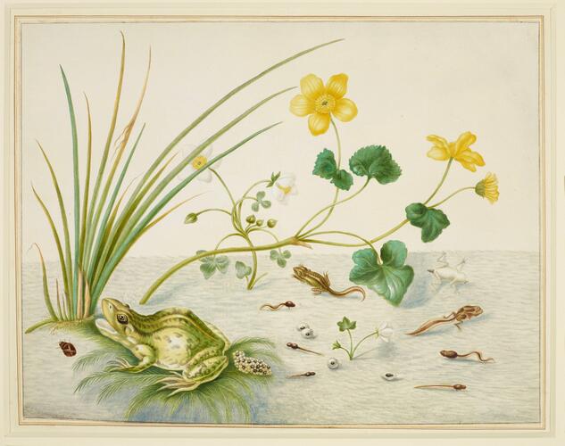 Marsh Marigold with the life stages of a frog