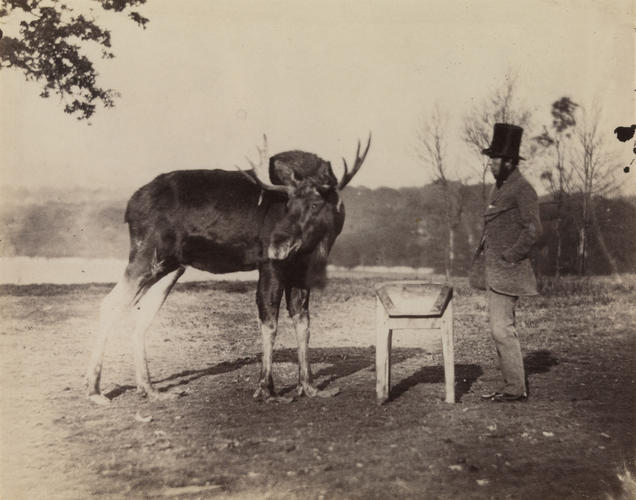 'Elk in Windsor Park' 'Elk in Windsor Park'