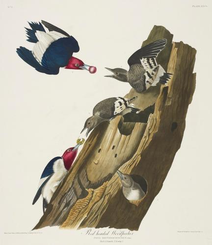 The Birds of America, from original drawings ; [v. 1] / by John James Audubon