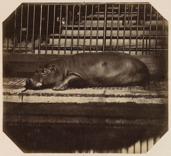 Obaysch, the Hippopotamus, London Zoo Obaysch, the Hippopotamus, London Zoo