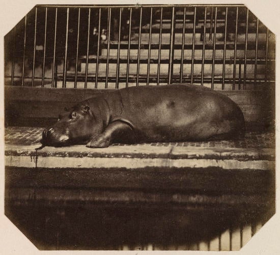 Obaysch, the Hippopotamus, London Zoo