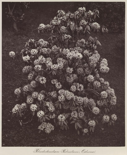Rhododendron robustum, Osborne