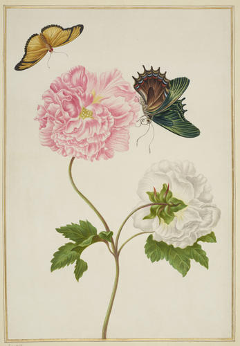 Confederate Rose with Androgeus Swallowtail Butterfly and Julia Butterfly