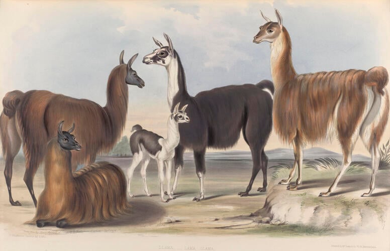 Gleanings from the Menagerie and Aviary at Knowsley Hall
