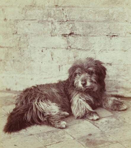 'Laddie', pet dog belonging to Queen Victoria, at the Royal Kennels, 1865