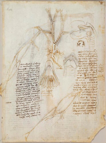 Recto: Diagram of the spine, nerves, vessels, etc. , and notes on the intercostal muscles. Verso: The main blood vessels of the thorax and superficial veins of arm, etc