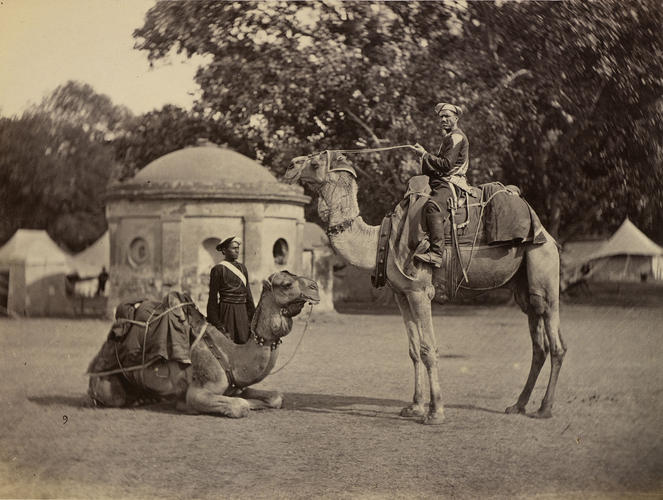 The Prince of Wales' Camel Orderlies The Prince of Wales' Camel Orderlies
