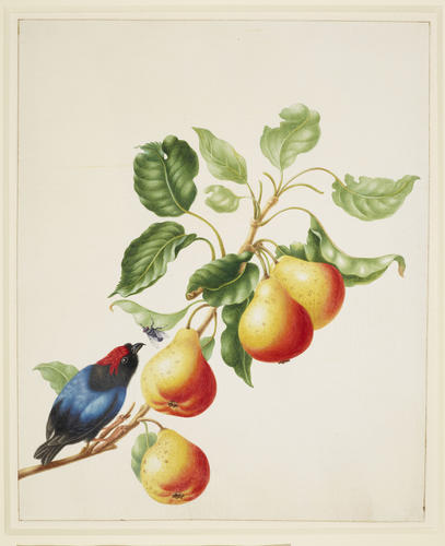 Blue-Backed Manakin on a branch of Pear