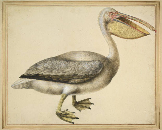 European pelican