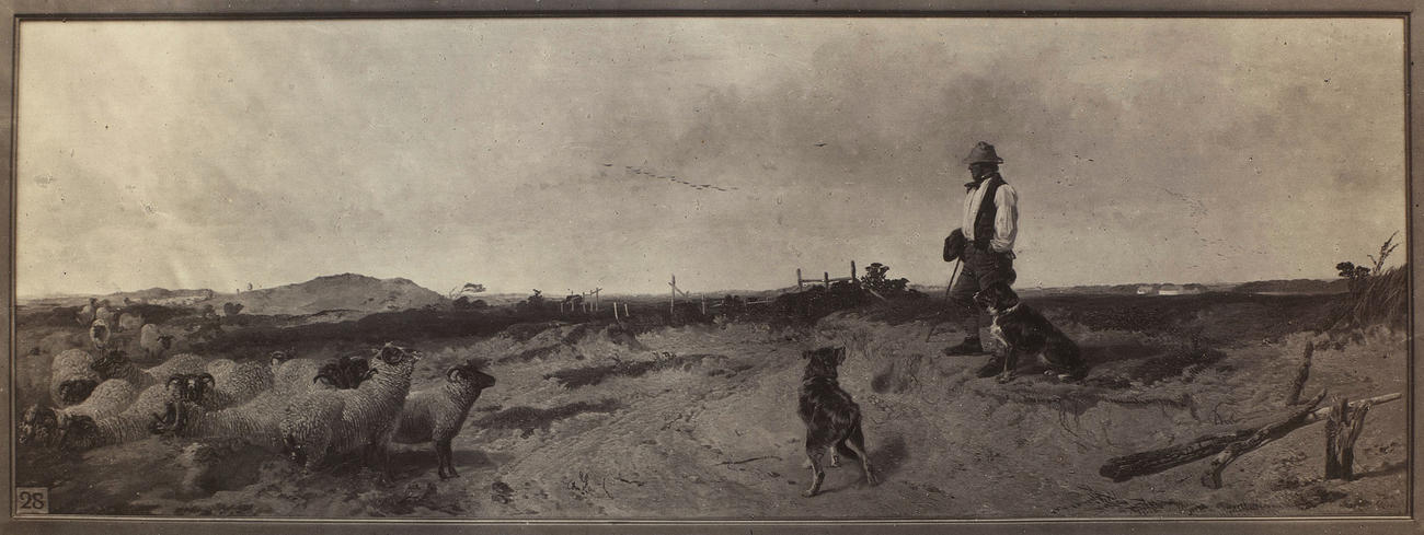 'Lytham Sands'; Lytham Sand Hills 'Lytham Sands'; Lytham Sand Hills