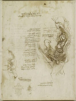 Recto: The viscera of a horse (?). Verso: The hemisection of a man and woman in the act of coition