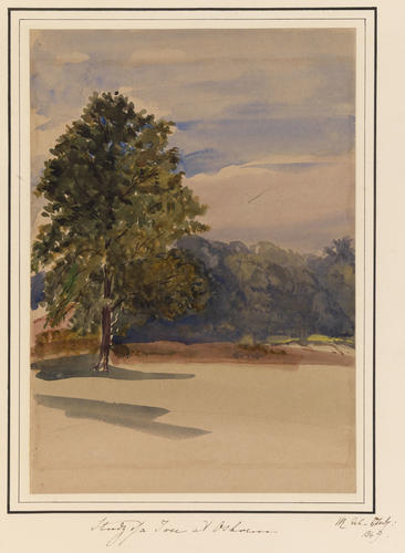 Item: Study of a Tree at Osborne Item: Study of a Tree at Osborne