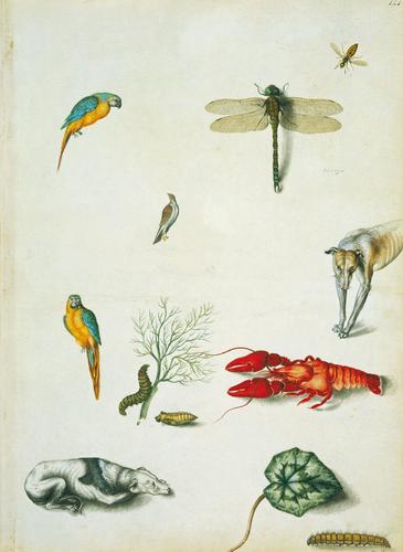 Blue and yellow macaws, southern hawker, wasp, unidentified bird, caterpillar and chrysalis of swallowtail butterfly, crayfish, greyhounds, cyclamen leaf, and oak eggar caterpillar