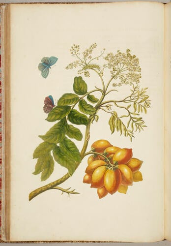 Metamorphosis insectorum Surinamensium. In qua erucae ac vermes Surinamenses, cum omnibus suis transformationibus, ad vivum delineatur & describuntur, singulis eorum in plantas, flores & fructus colloeatis, in quibus reperta sunt; tum etiam generatio ranarum, busonum rariorum, lacertarum, serpentatum, araconium & formicarium exhibitur, omnia in America ad virum naturalis magnitudinae picta atque descripta / per Mariam Sibyllam Merian Metamorphosis insectorum Surinamensium. In qua erucae ac vermes Surinamenses, cum omnibus suis transformationibus, ad vivum delineatur & describuntur, singulis eorum in plantas, flores & fructus colloeatis, in quibus reperta sunt; tum etiam generatio ranarum, busonum rariorum, lacertarum, serpentatum, araconium & formicarium exhibitur, omnia in America ad virum naturalis magnitudinae picta atque descripta / per Mariam Sibyllam Merian