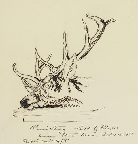 Blind Stag - shot by Albert near the Dee