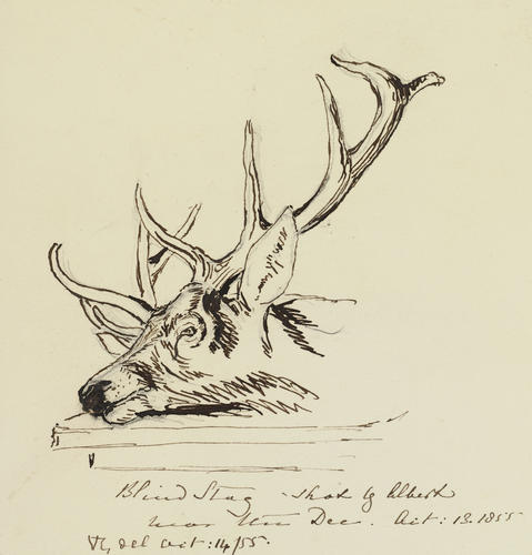 Blind Stag - shot by Albert near the Dee Blind Stag - shot by Albert near the Dee