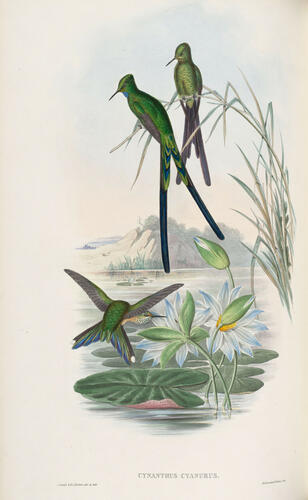 A Monograph of the Trochilidae, or family of humming-birds ; v. 3 / John Gould
