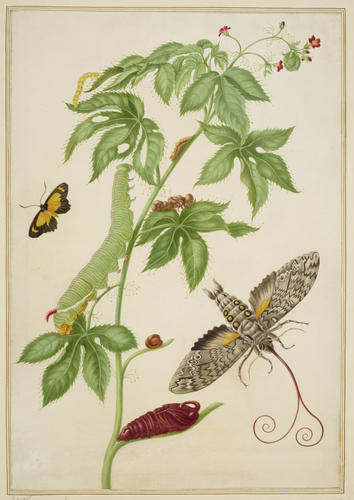 Cotton-Leaf Physicnut with Giant Sphinx Moth Cotton-Leaf Physicnut with Giant Sphinx Moth