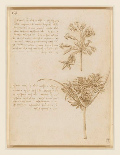 Studies of two sedges Studies of two sedges