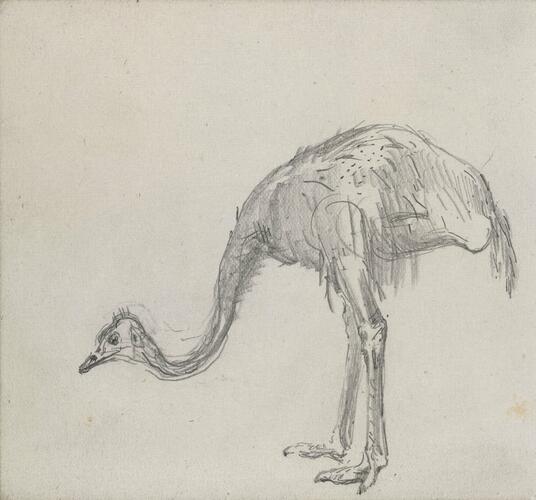An ostrich An ostrich