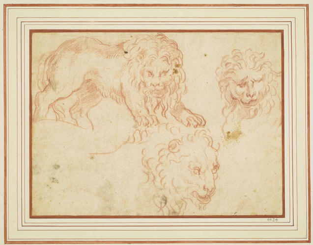 Three studies of lions