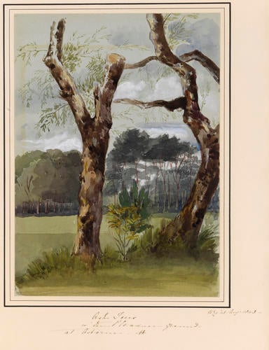 Item: Ash Trees in the Pleasure Ground at Osborne Item: Ash Trees in the Pleasure Ground at Osborne