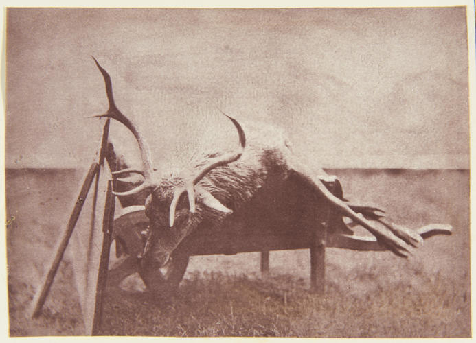 'A Stag shot by the Prince in Carop Wood'