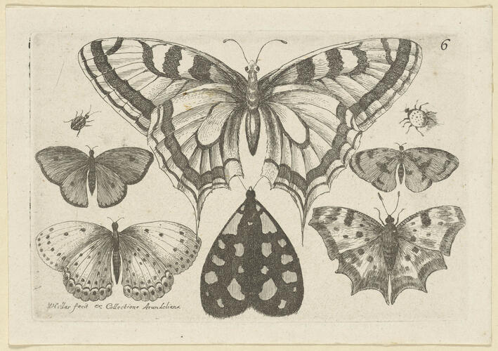 Five Butterflies