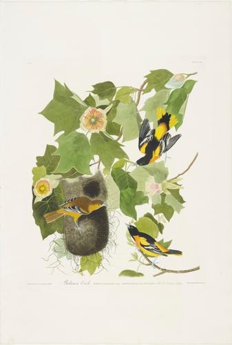 The Birds of America, from original drawings ; [v. 1] / by John James Audubon