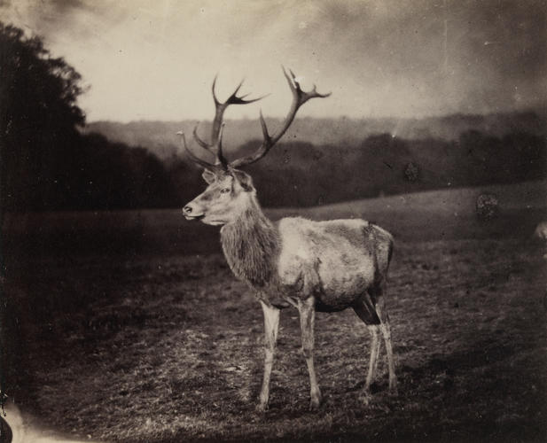 White Stag in Windsor Park White Stag in Windsor Park