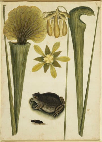 The Land Frog, Fire-Fly, and Sarracena, foliis longioribus et angustioribus The Land Frog, Fire-Fly, and Sarracena, foliis longioribus et angustioribus