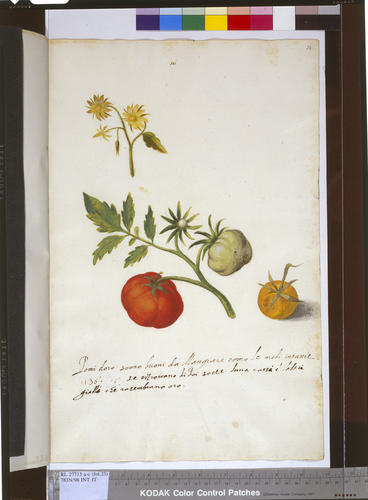 A sprig of a tomato plant