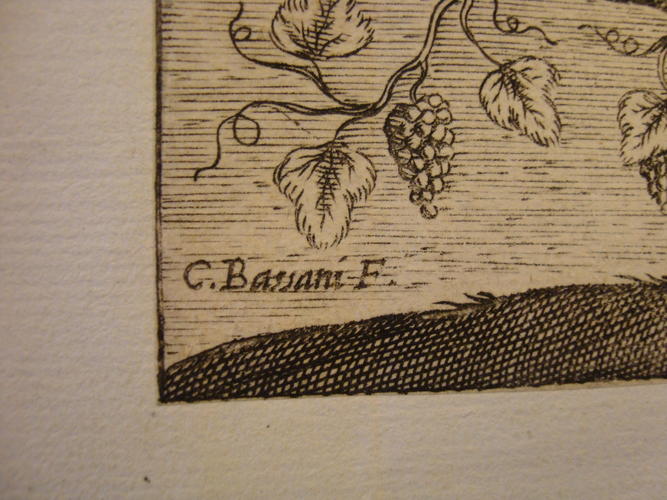 VITIS TRIUMPHUS VITIS TRIUMPHUS