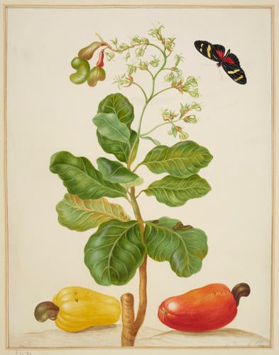 Branch of Cashew