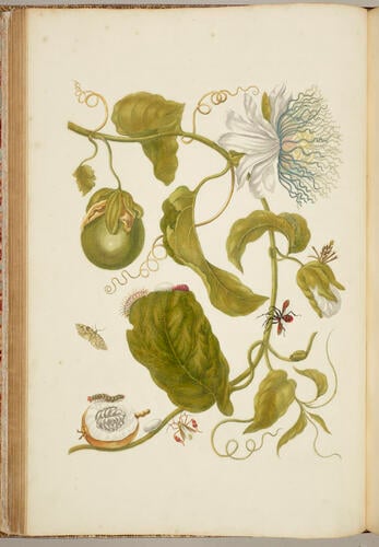 Metamorphosis insectorum Surinamensium. In qua erucae ac vermes Surinamenses, cum omnibus suis transformationibus, ad vivum delineatur & describuntur, singulis eorum in plantas, flores & fructus colloeatis, in quibus reperta sunt; tum etiam generatio ranarum, busonum rariorum, lacertarum, serpentatum, araconium & formicarium exhibitur, omnia in America ad virum naturalis magnitudinae picta atque descripta / per Mariam Sibyllam Merian Metamorphosis insectorum Surinamensium. In qua erucae ac vermes Surinamenses, cum omnibus suis transformationibus, ad vivum delineatur & describuntur, singulis eorum in plantas, flores & fructus colloeatis, in quibus reperta sunt; tum etiam generatio ranarum, busonum rariorum, lacertarum, serpentatum, araconium & formicarium exhibitur, omnia in America ad virum naturalis magnitudinae picta atque descripta / per Mariam Sibyllam Merian