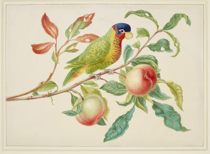 Ornate Lory on a branch of Peach