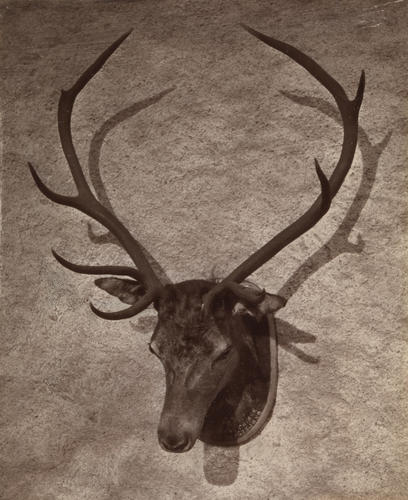 'Stuffed Stag's head at Balmoral'