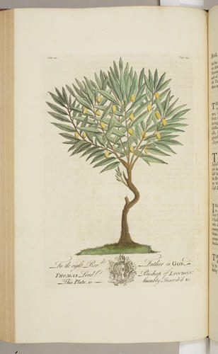 The Natural history of Barbados, in ten books / by Rev. Griffith Hughes The Natural history of Barbados, in ten books / by Rev. Griffith Hughes