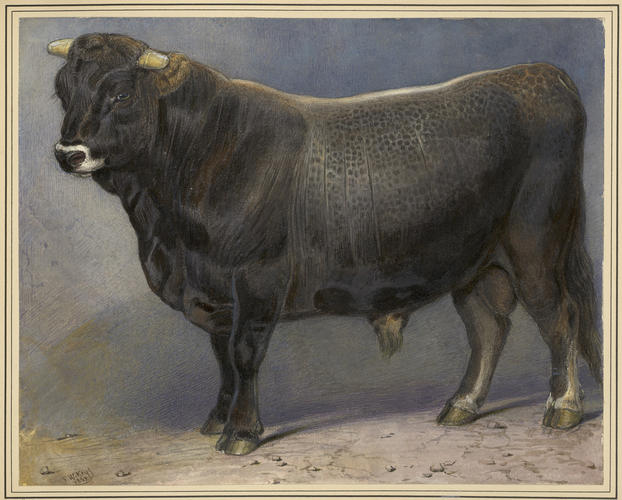 Swiss Bull, sent to the Queen by the Duke of Coburg. 1869