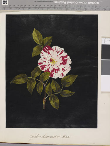 York and Lancaster Rose