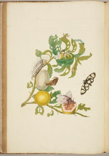 Metamorphosis insectorum Surinamensium, . . . tum etiam generatio ranarum, busonum rariorum, . . . omnia in America ad vivum . . . / picta atque descripta per Marian Sibyllam Merian