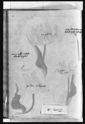 924302 verso.tif