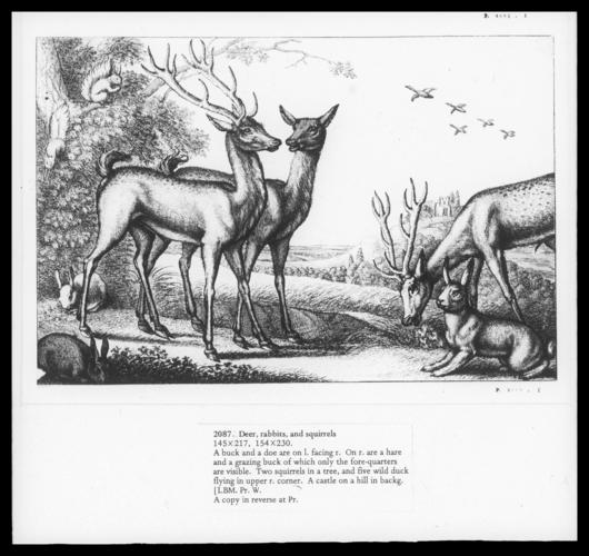Deer, Hare, Squirrels Deer, Hare, Squirrels
