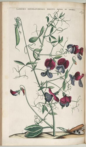 Horti medici Amstelodamensis rariorum, tam orientalis, quam occidentalis Indiae, aliarumque peregrinarum plantarum . . . descriptio et icones ; t. 2 / by Joannes Commelinus ; edited by Fredericus Ruyschius and Franciscus Kiggelarius