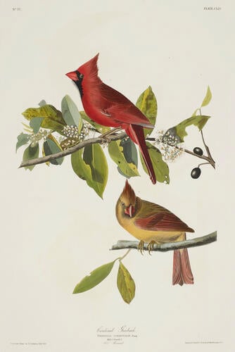 The Birds of America, from original drawings ; v. 2 / by John James Audubon