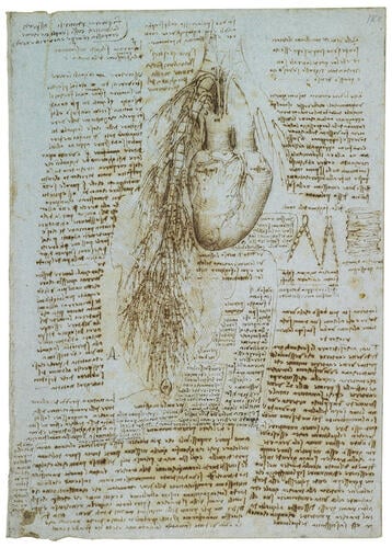 The heart, bronchi and bronchial vessels (recto); A sketch of the heart and great vessels (verso)