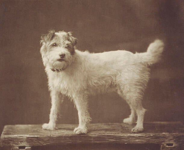 Caesar, King Edward VII's dog